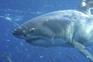 Great White Shark Diving Australia