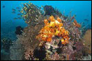 Indonesia Diving