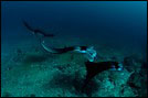 Maldives Diving