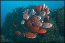 Mozambique Diving