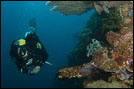 Philippines Diving