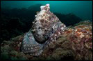 Thailand Diving