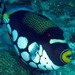 Clown Triggerfish