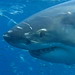 Great White Shark