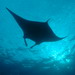 Manta Ray 
