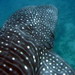 Whale Shark