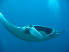 Manta Ray, Koh Lanta, Thailand