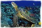 Turtle, Similan Islands, Thailand
