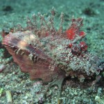 sulawesi-ocean-rover-11