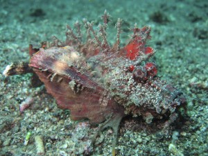 sulawesi-ocean-rover-11