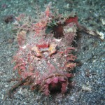 sulawesi-ocean-rover-12