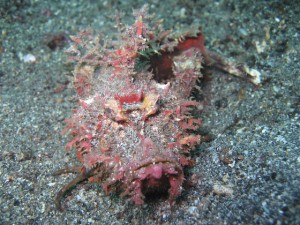 sulawesi-ocean-rover-12