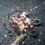 Octopus Octopus
