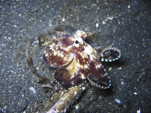Octopus