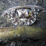 Octopus Octopus