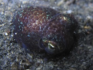sulawesi-ocean-rover-19