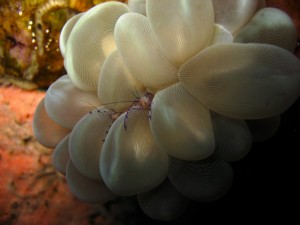 sulawesi-ocean-rover-20