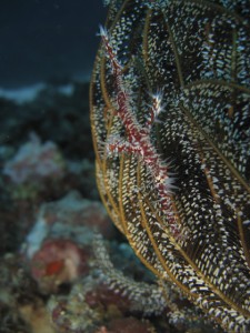 sulawesi-ocean-rover-23