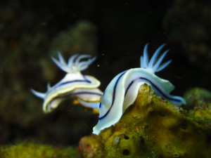 sulawesi-ocean-rover-27