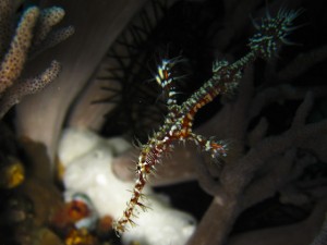 sulawesi-ocean-rover-28