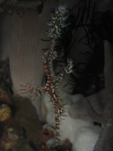 sulawesi-ocean-rover-29