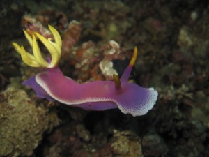 sulawesi-ocean-rover-30