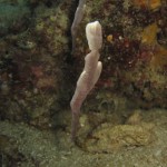 Velvet Ghost Pipefish