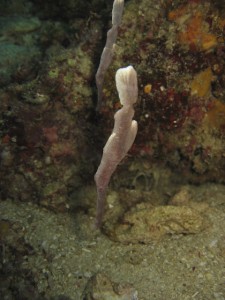 Velvet Ghost Pipefish