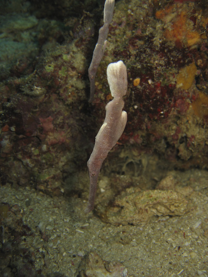 Velvet Ghost Pipefish