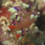sulawesi-ocean-rover-34