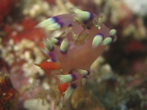 sulawesi-ocean-rover-34