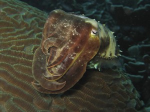 sulawesi-ocean-rover-36