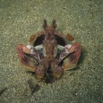 Spearing Mantis Shrimp Spearing Mantis Shrimp