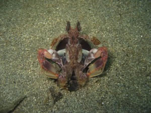 Spearing Mantis Shrimp