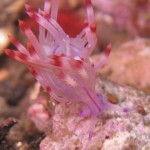 sulawesi-ocean-rover-4