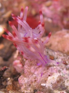 sulawesi-ocean-rover-4