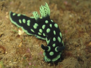 sulawesi-ocean-rover-42