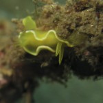sulawesi-ocean-rover-43