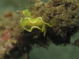 sulawesi-ocean-rover-43