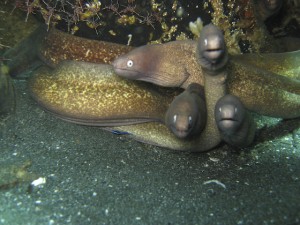 sulawesi-ocean-rover-44