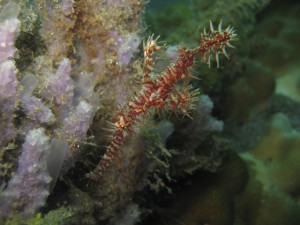 sulawesi-ocean-rover-45