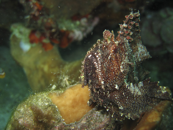 Leaf Fish