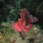 Leaf Fish Leaf Fish