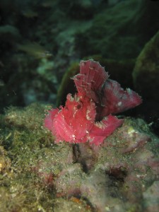 Leaf Fish