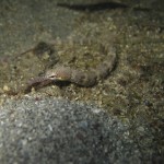 Pipefish (original shot) Pipefish (original shot)
