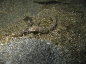 Pipefish (original shot) Pipefish (original shot)