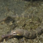 Pipefish (cropped shot) Pipefish (cropped shot)