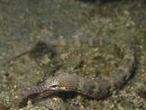 Pipefish (cropped shot)