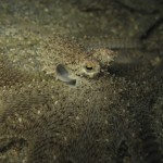 Octopus Octopus