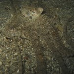 Octopus Octopus